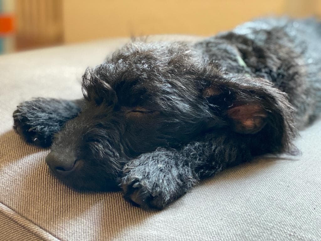 A calm, sleeping dog — the goal of sound desensitization training